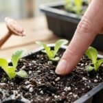 How Often Should You Water Lettuce Seedlings